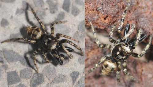 Salticus scenicus
