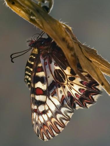 Zerynthia polyxena