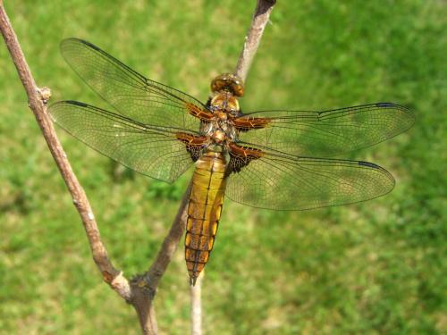 Réf. 31 638 : Libellula depressa