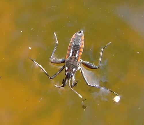 Velia sp.