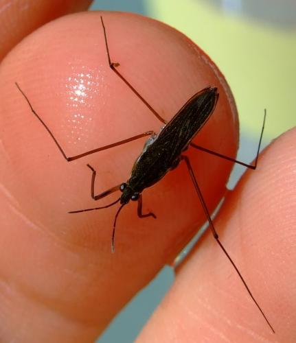 Gerris lacustris