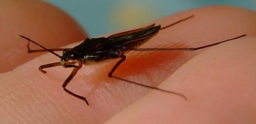 Gerris lacustris