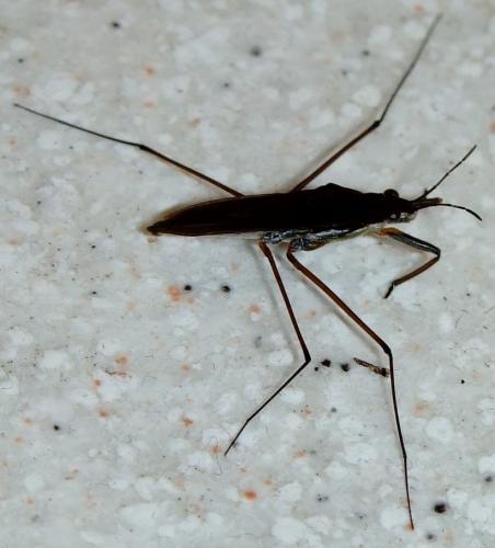 Gerris gibbifer