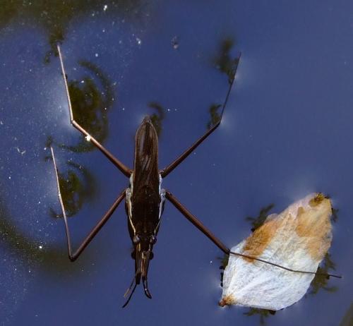 Gerris gibbifer