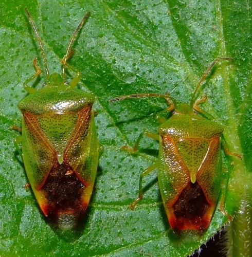 Elasmostethus sp.