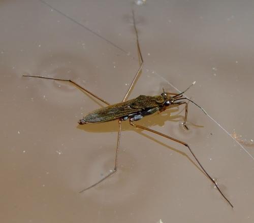 Gerris lacustris