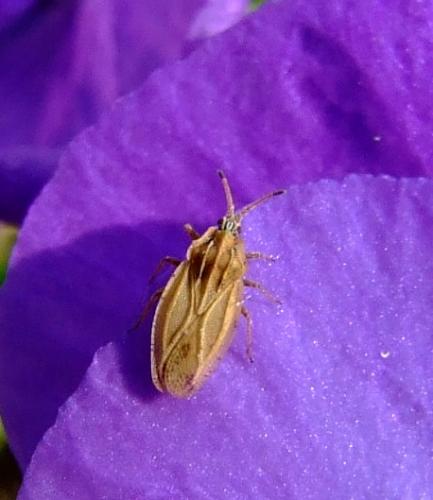 Réf. 31 474 : Tingis auriculata