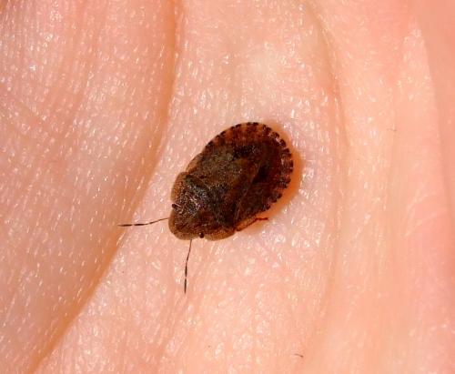 Sciocoris homalonotus