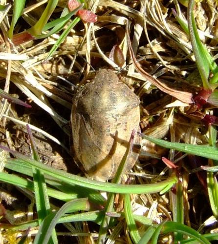 Eurygaster testudinaria