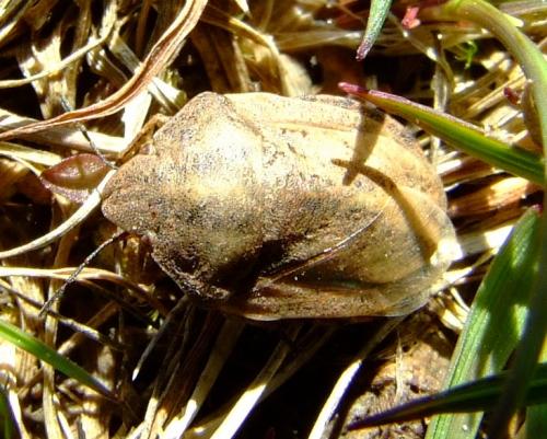 Eurygaster testudinaria