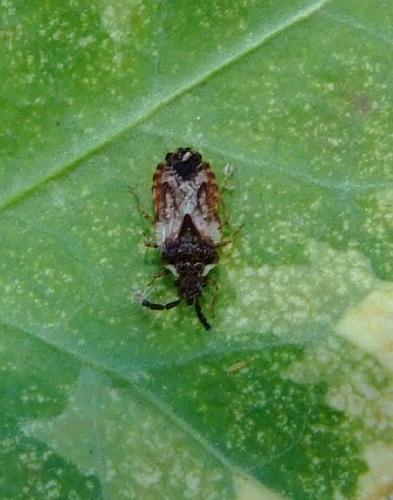 Aradus depressus