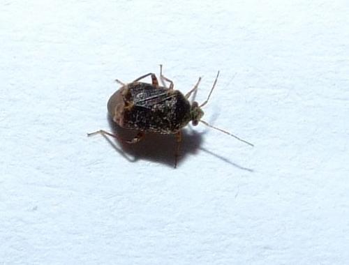 Charagochilus gyllenhalii
