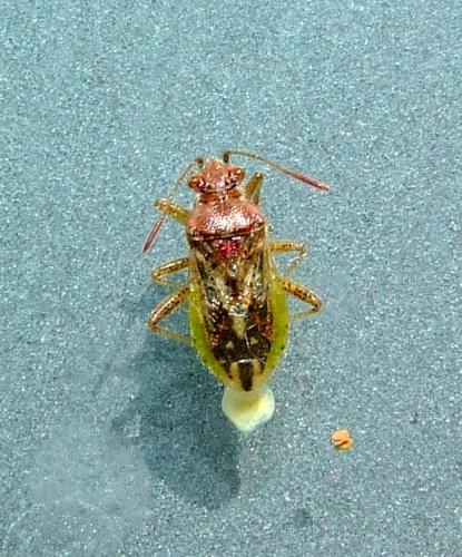 Rhopalus lepidus