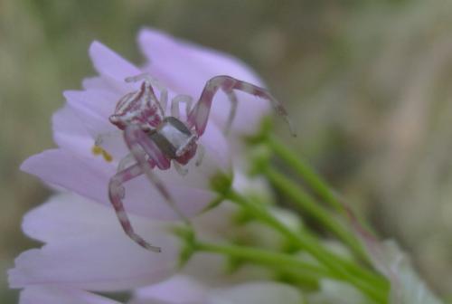 Réf. 31 750 : Thomisus sp.