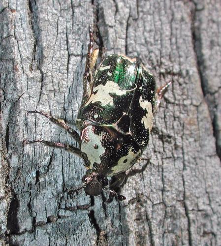 Protaetia aurichalcea