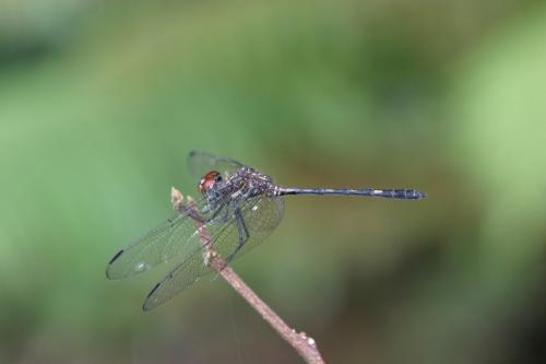 Réf. 31 529 : Dythemis sp.