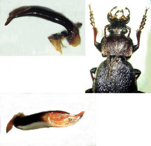 Réf. 31 134 : Carabus henningi