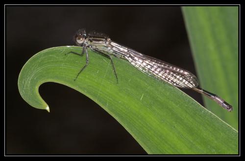 Ischnura elegans