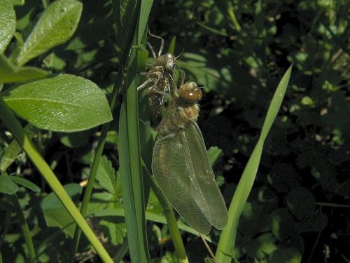 Réf. 31 894 : Epitheca bimaculata