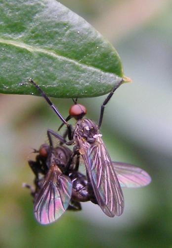 Empis pennipes