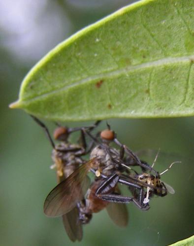Empis pennipes