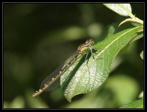 Enallagma cyathigerum