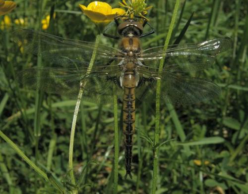 Réf. 31 913 : Epitheca bimaculata