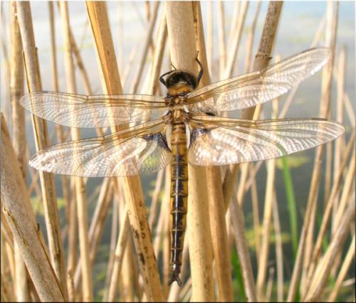 Réf. 31 623 : Epitheca bimaculata