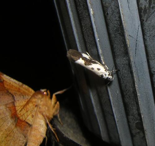 Réf. 31 693 : Ethmia quadrillella