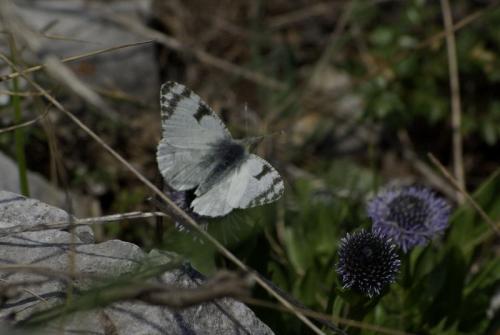 Euchloe tagis