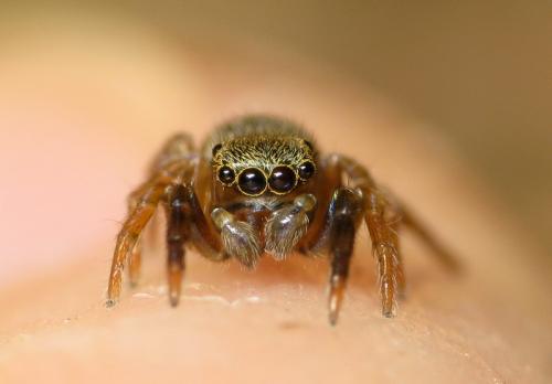 Réf. 31 211 : Euophrys frontalis