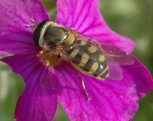 Eupeodes corollae