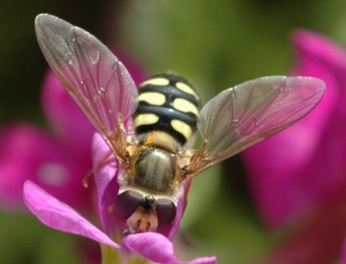 Eupeodes corollae