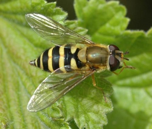 Réf. 31 403 : Syrphus ribesii