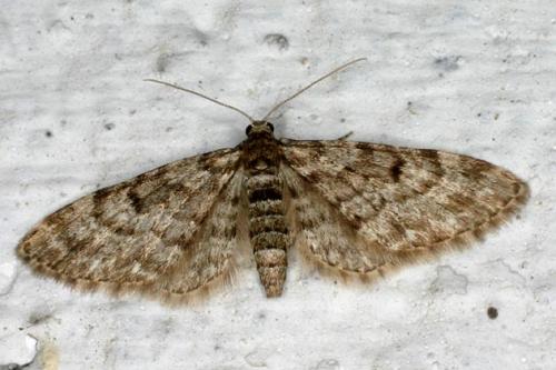 Réf. 31 321 : Eupithecia tantillaria
