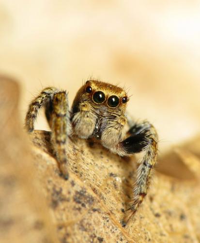 Réf. 31 227 : Evarcha falcata