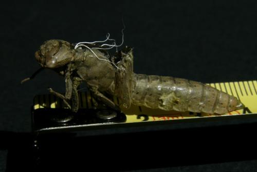 Brachytron pratense