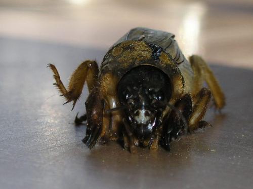 Gryllotalpa sp.