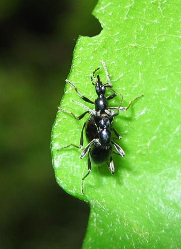 Palaeostigus prolongatus