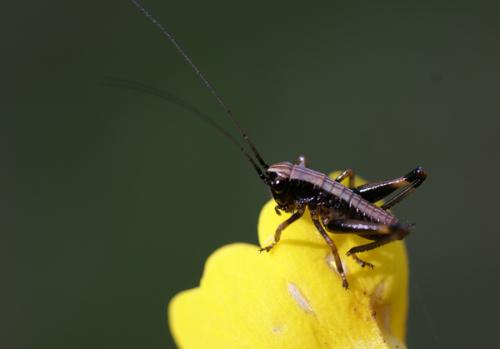 Réf. 31 630 : Tettigoniinae inconnu