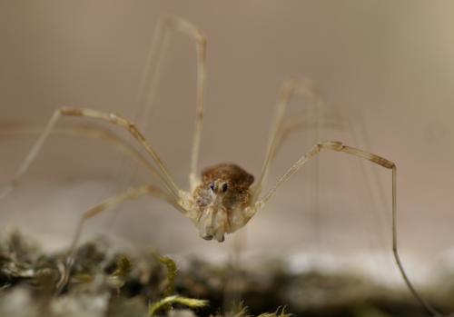 Réf. 31 626 : Rilaena triangularis