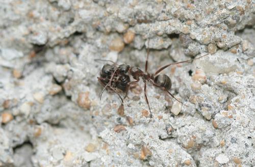 Formica sp.