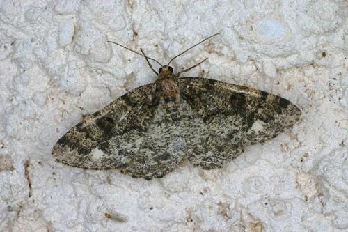 Parectropis similaria