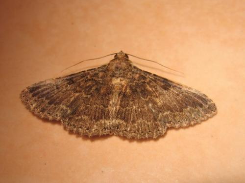 Polydesma umbricola