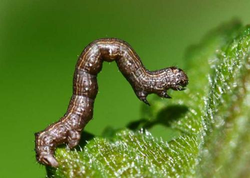 Colotois pennaria