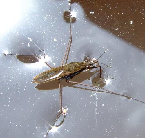 Gerris gibbifer