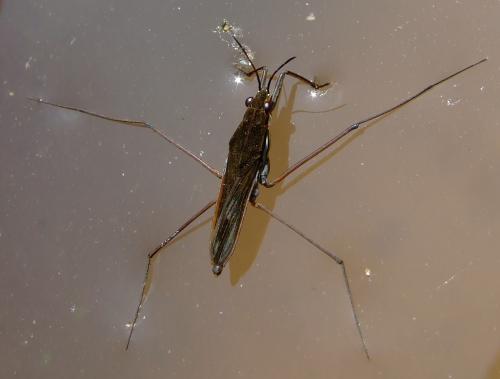 Gerris gibbifer