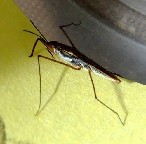 Gerris lacustris