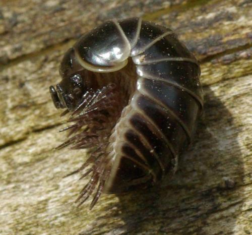 Glomeris marginata