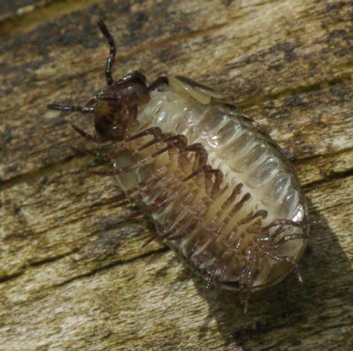 Glomeris marginata